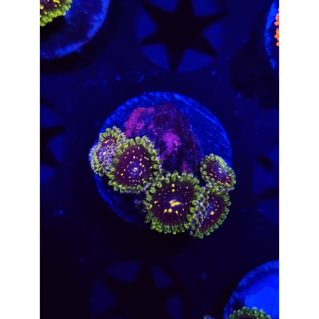 Exosphere Zoanthid Frag WYSIWYG!