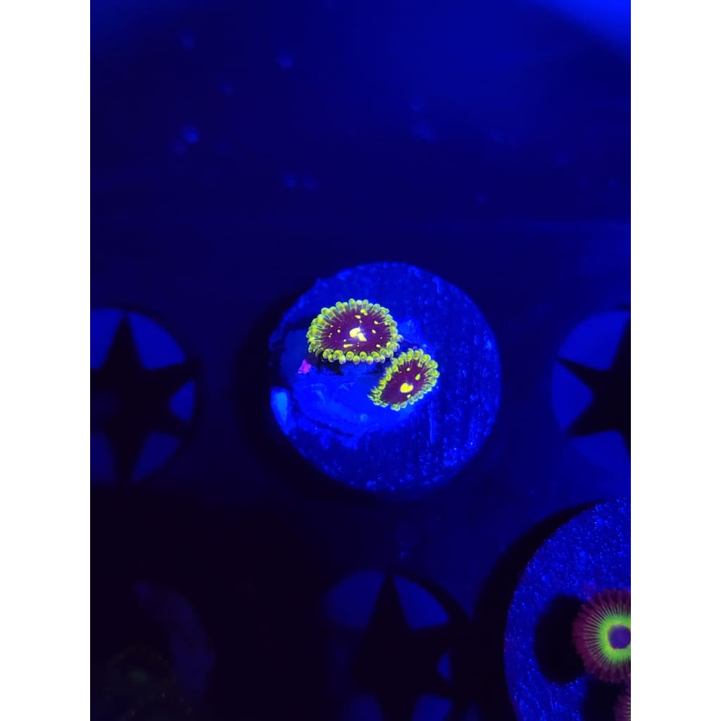 Exosphere Zoanthid Frag WYSIWYG!