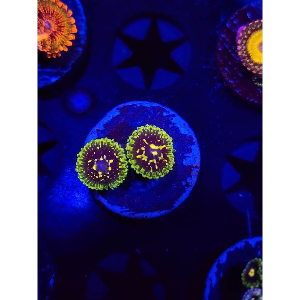 Exosphere Zoanthid Frag WYSIWYG!