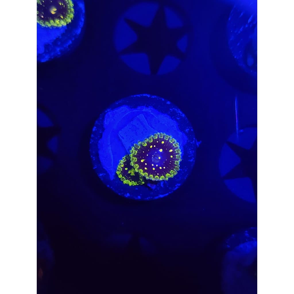 Exosphere Zoanthid Frag WYSIWYG!