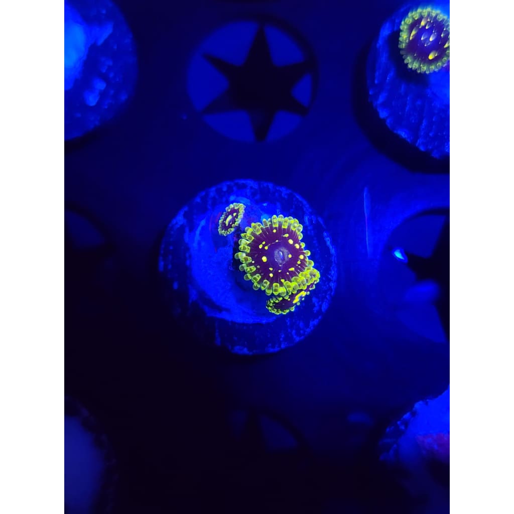 Exosphere Zoanthid Frag WYSIWYG!