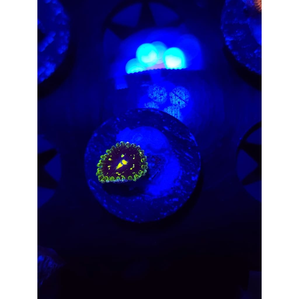 Exosphere Zoanthid Frag WYSIWYG!
