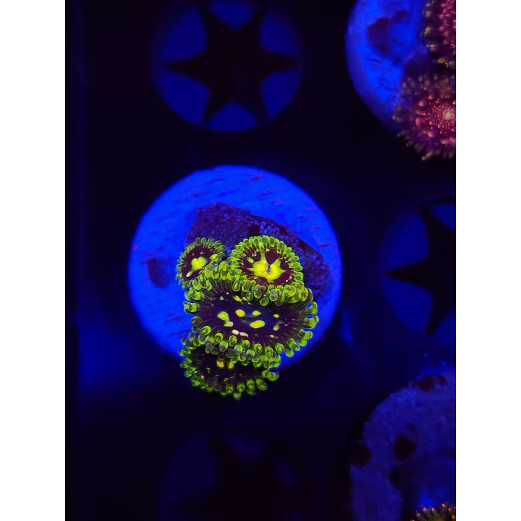 Exosphere Zoanthid Frag WYSIWYG!