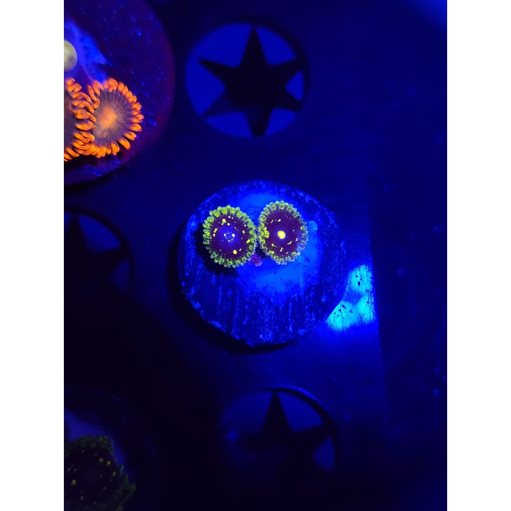 Exosphere Zoanthid Frag WYSIWYG!