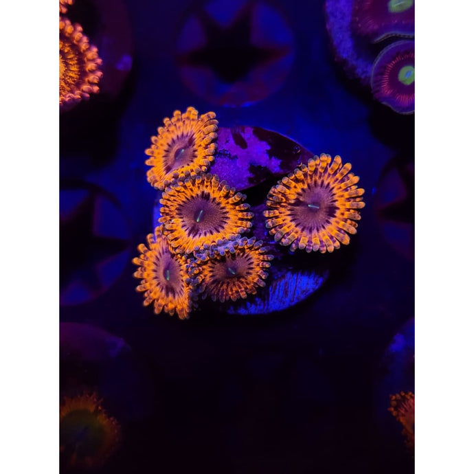 Fairy Fart Zoanthid Frag WYSIWYG!