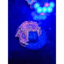 Load image into Gallery viewer, Fairy Fart Zoanthid Frag WYSIWYG!
