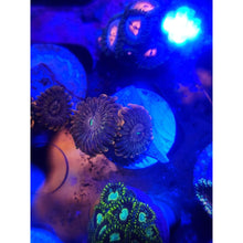 Load image into Gallery viewer, OG Fairy Fart Zoanthid Frag WYSIWYG!
