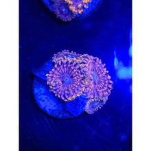 Load image into Gallery viewer, Fairy Fart Zoanthid Frag WYSIWYG!
