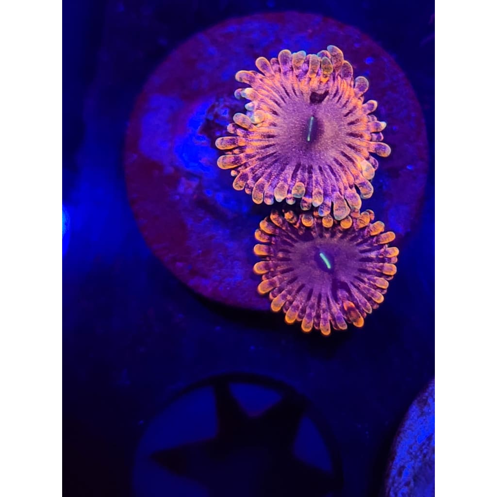 Fairy Fart Zoanthid Frag WYSIWYG!