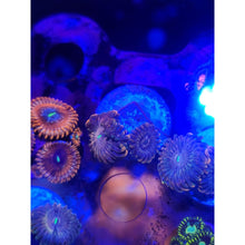 Load image into Gallery viewer, OG Fairy Fart Zoanthid Frag WYSIWYG!
