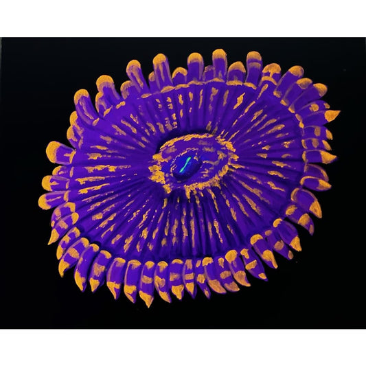 Fairy Fart Zoanthid Painting