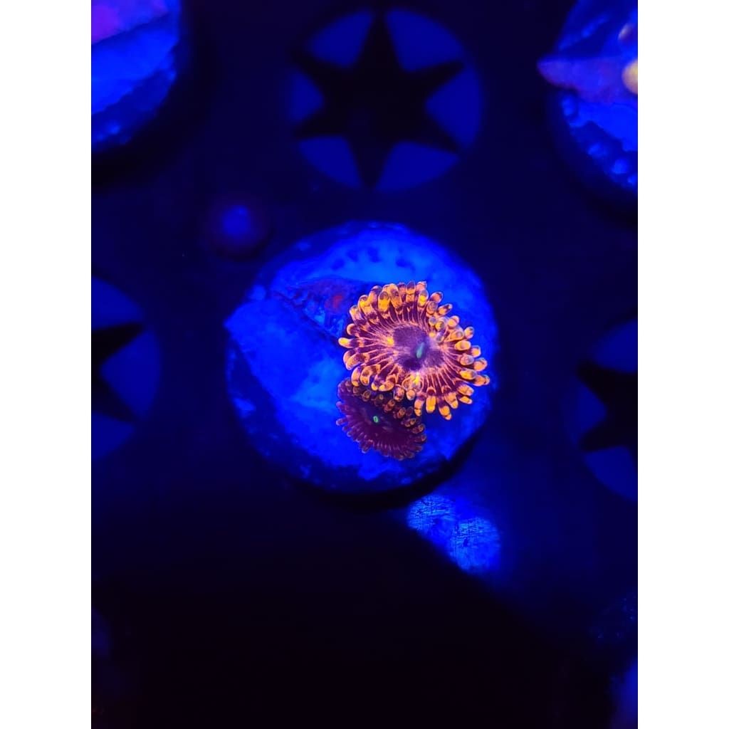 Fairy Farts Zoanthid Frag WYSIWYG!