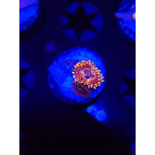 Fairy Farts Zoanthid Frag WYSIWYG!