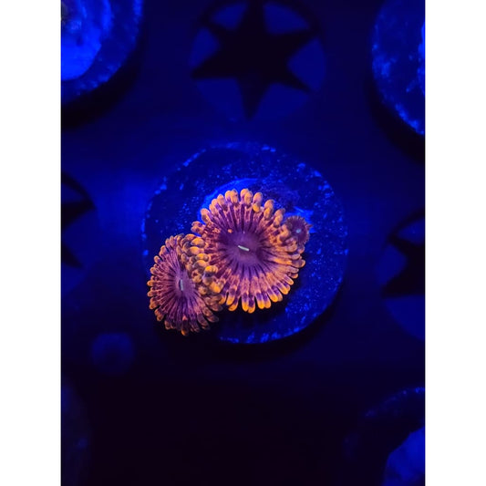 Fairy Farts Zoanthid Frag WYSIWYG!
