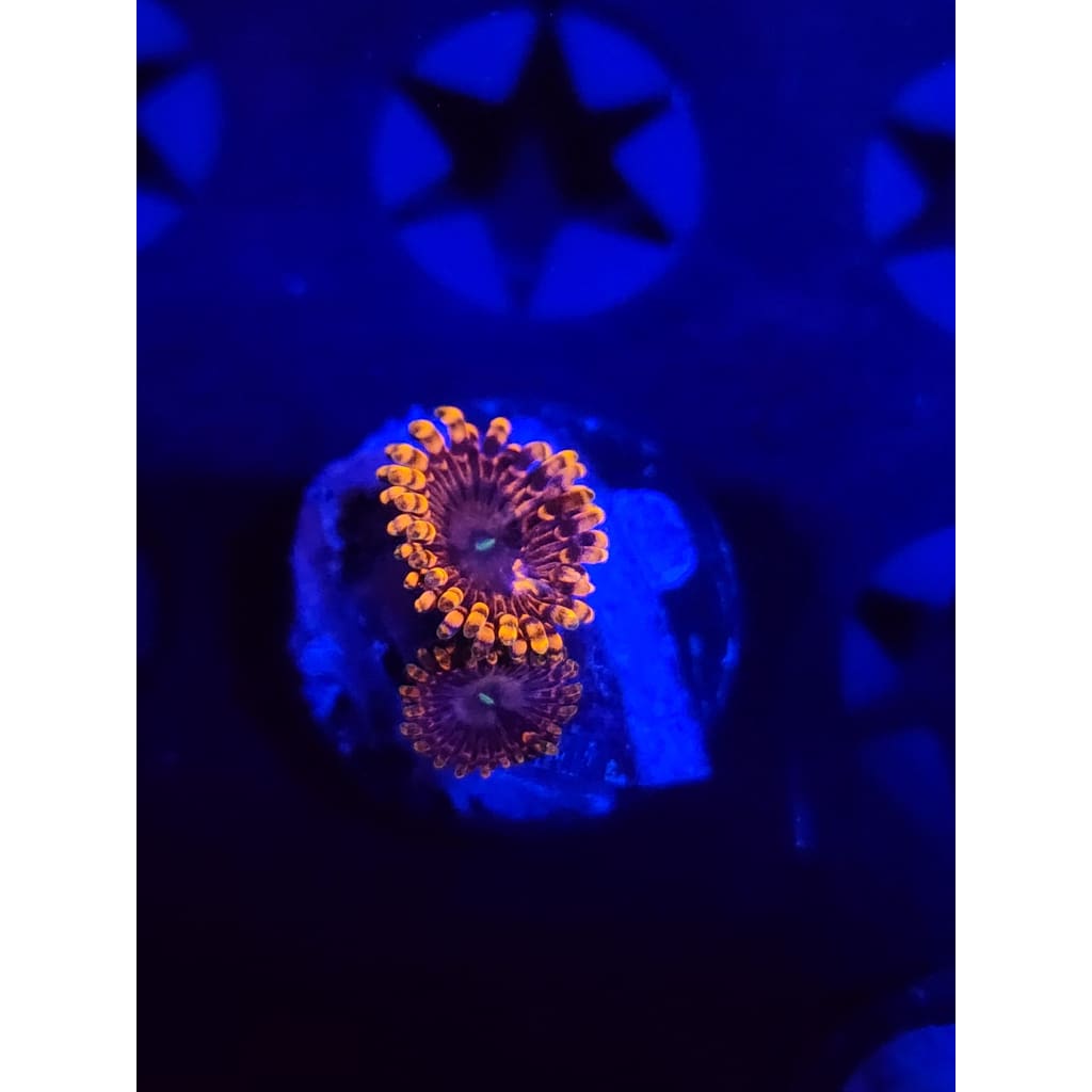 Fairy Farts Zoanthid Frag WYSIWYG!