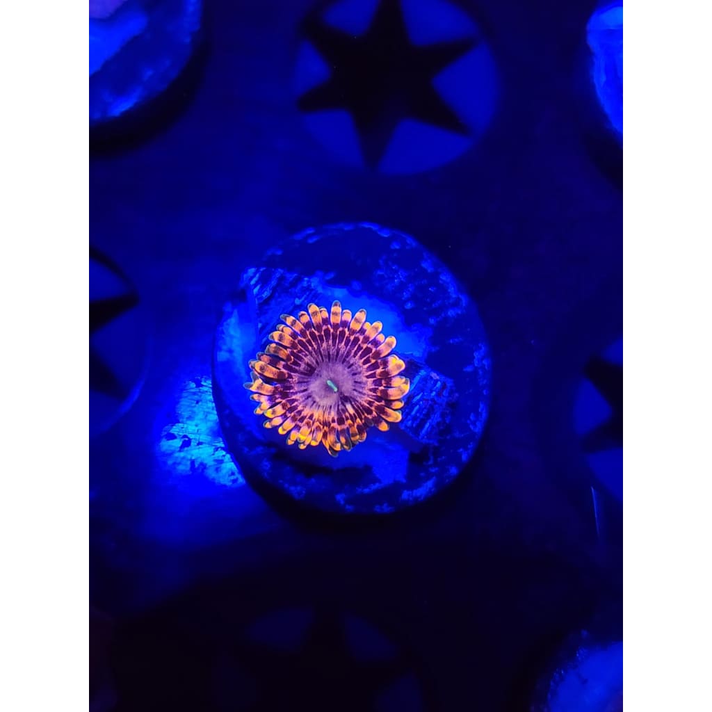 Fairy Farts Zoanthid Frag WYSIWYG!