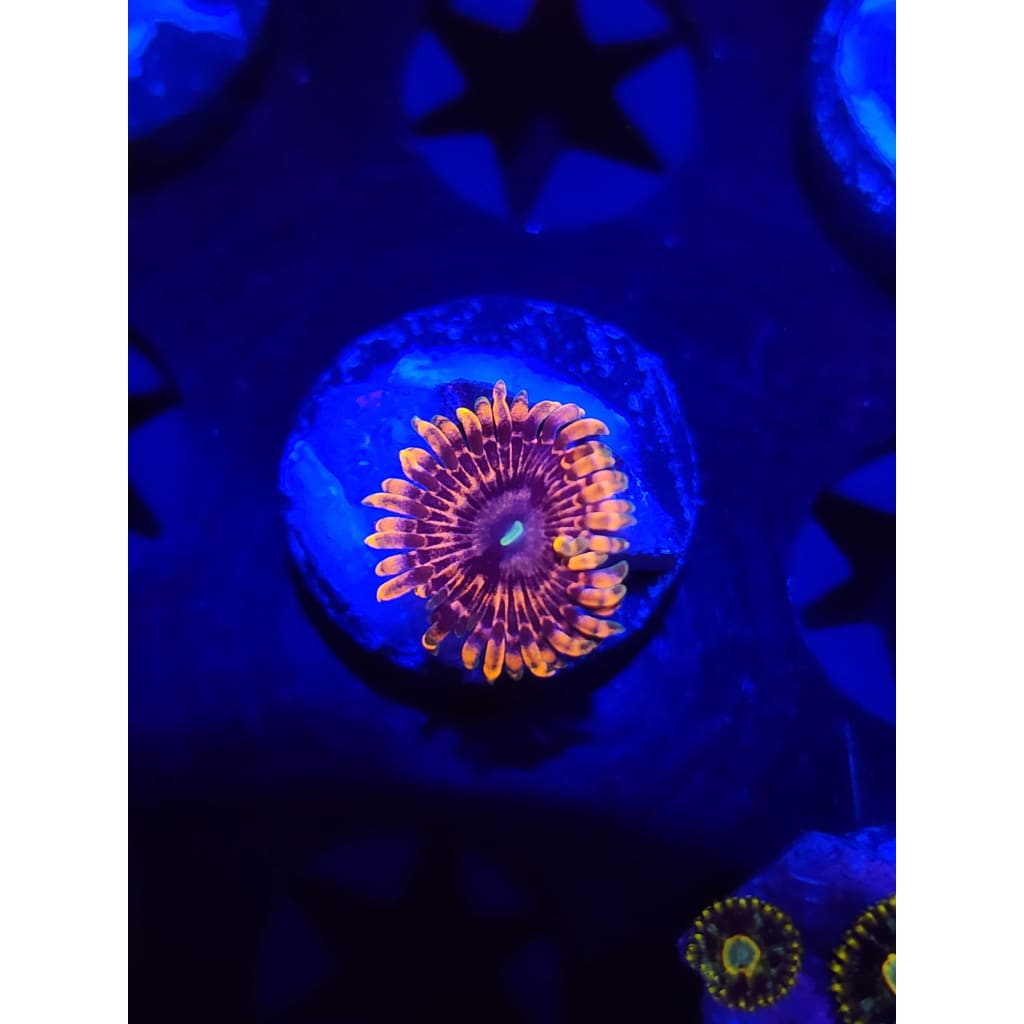 Fairy Farts Zoanthid Frag WYSIWYG!