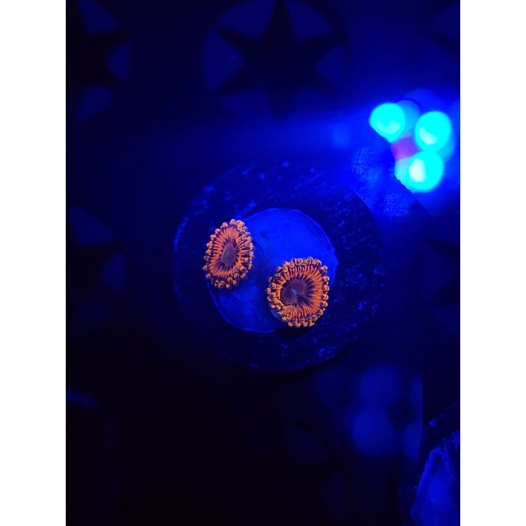 Fairy Farts Zoanthid Frag WYSIWYG!