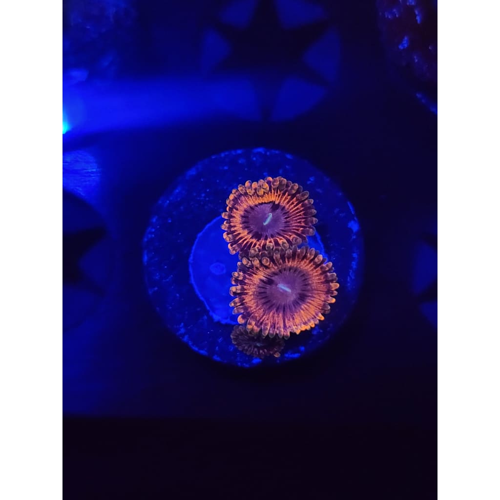 Fairy Farts Zoanthid Frag WYSIWYG!