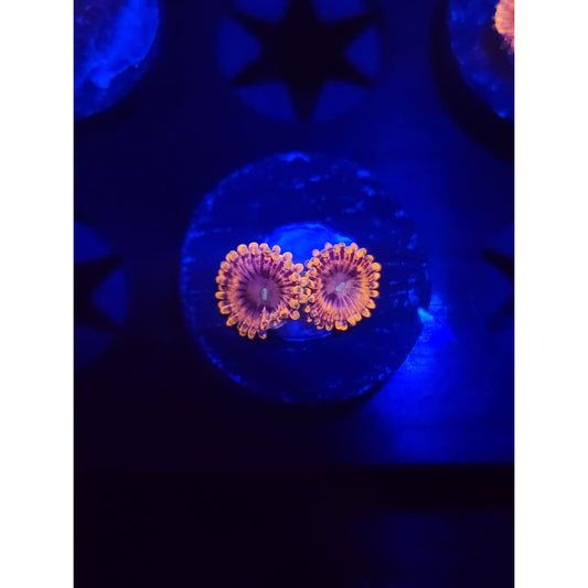 Fairy Farts Zoanthid Frag WYSIWYG!
