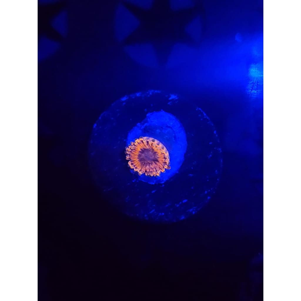 Fairy Farts Zoanthid Frag WYSIWYG!
