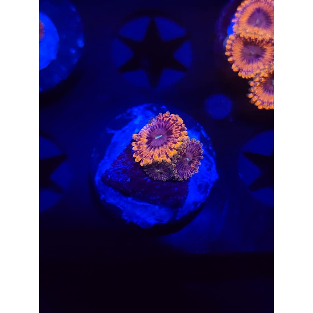 Fairy Farts Zoanthid Frag WYSIWYG!