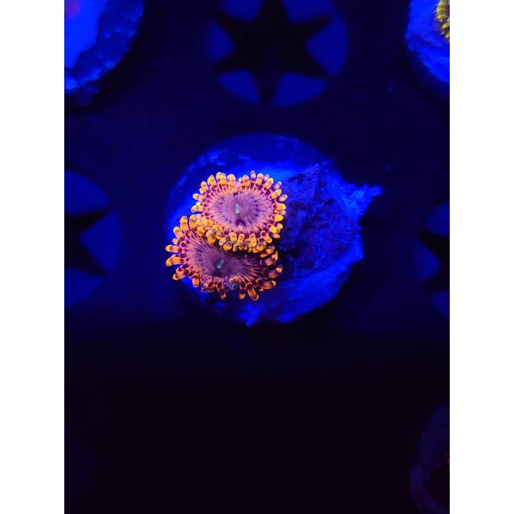 Fairy Farts Zoanthid Frag WYSIWYG!