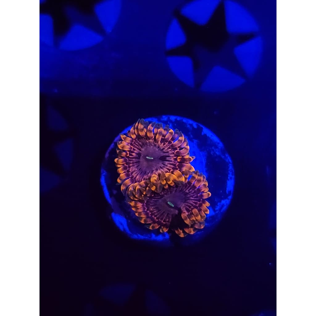 Fairy Farts Zoanthid Frag WYSIWYG!
