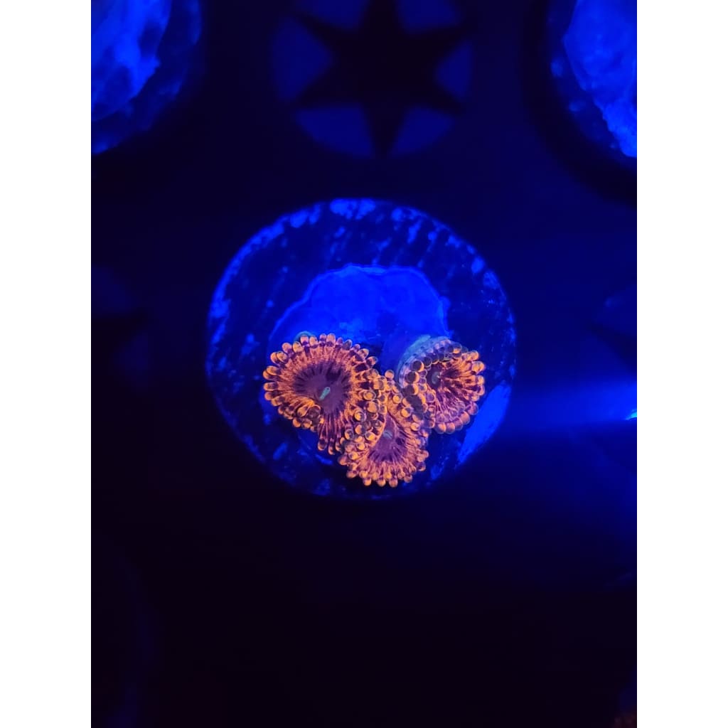 Fairy Farts Zoanthid Frag WYSIWYG!