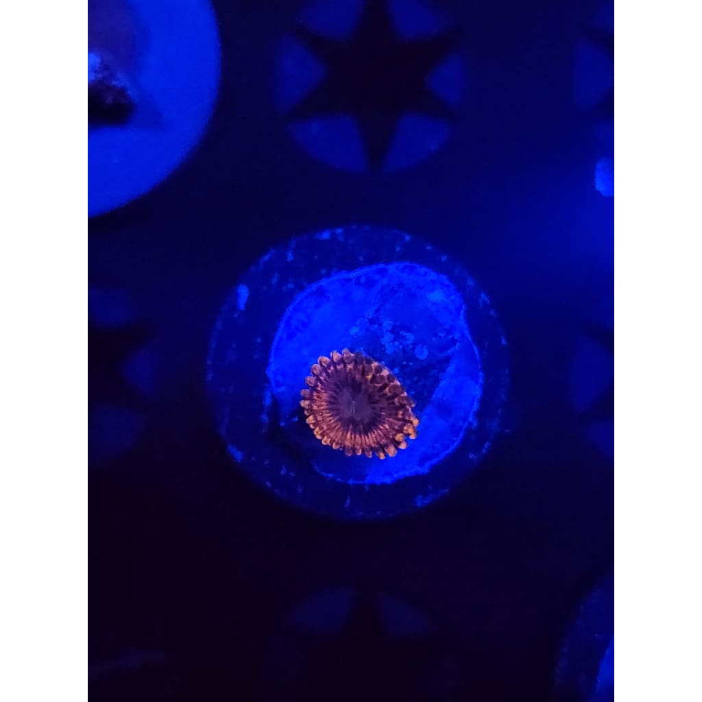 Fairy Farts Zoanthid Frag WYSIWYG!