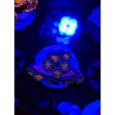 Fairy Tale Zoanthid Frag WYSIWYG!