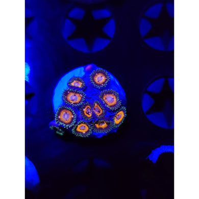 Fairy Tale Zoanthid Frag WYSIWYG!