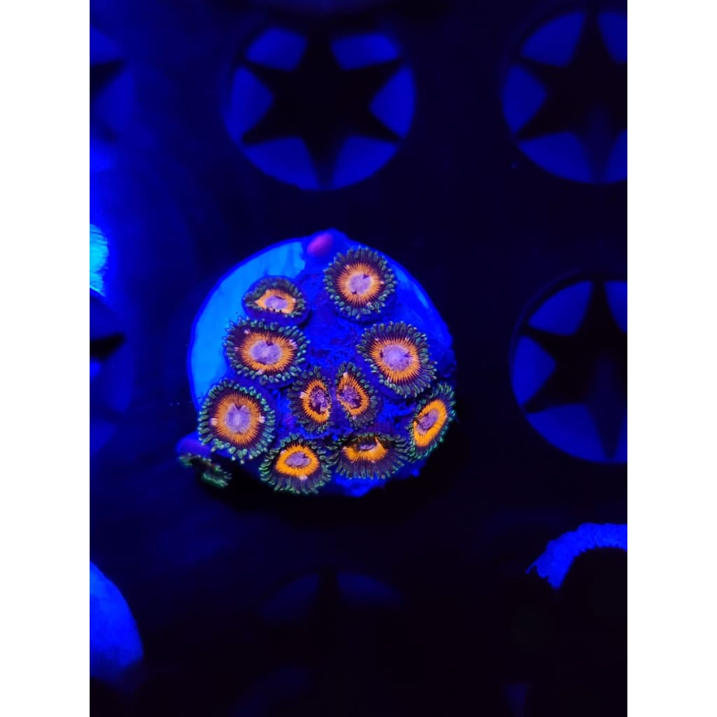 Fairy Tale Zoanthid Frag WYSIWYG!