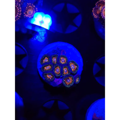 Fairy Tale Zoanthid Frag WYSIWYG!