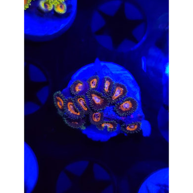 Fairy Tale Zoanthid Frag WYSIWYG!