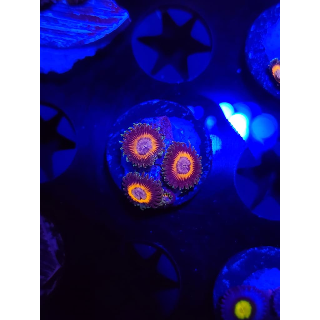 Fairy Tales Zoanthid Frag WYSIWYG!