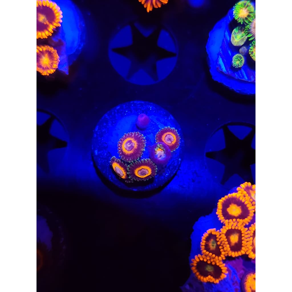 Fairy Tales Zoanthid Frag WYSIWYG!