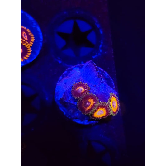 Fairy Tales Zoanthid Frag WYSIWYG!