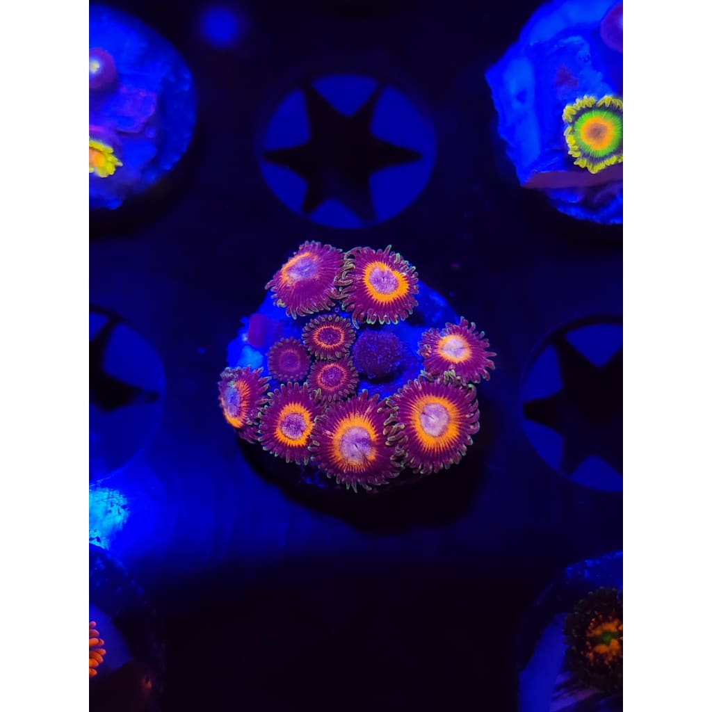 Fairy Tales Zoanthid Frag WYSIWYG!