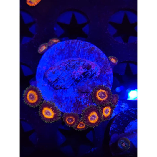Fairy Tales Zoanthid Frag WYSIWYG!