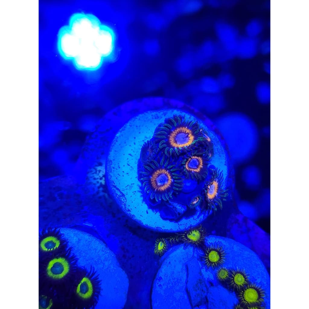 Fairy Tales Zoanthid Frag WYSIWYG!