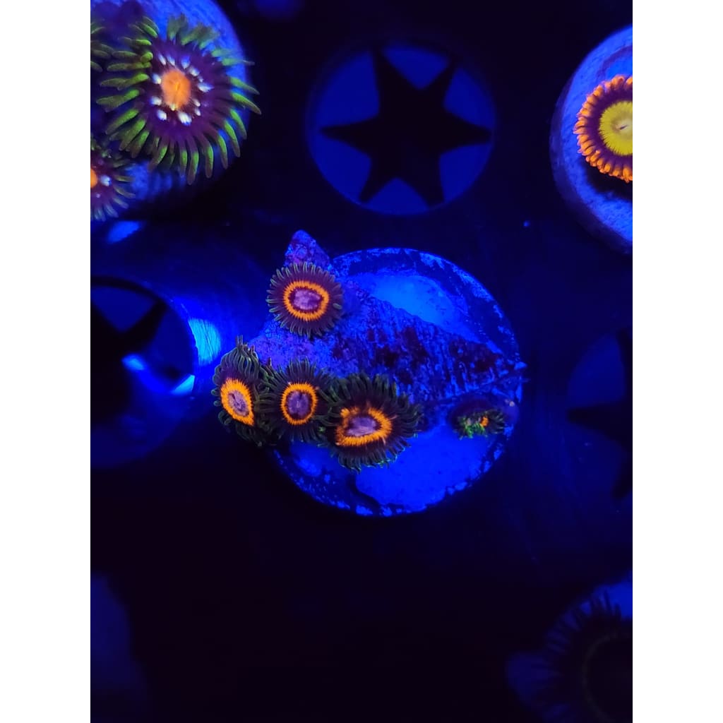 Fairy Tales Zoanthid Frag WYSIWYG!