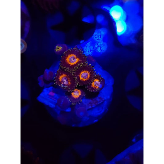 Fairy Tales Zoanthid Frag WYSIWYG!