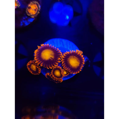Fiery Mandarin Zoanthid Frag WYSIWYG!