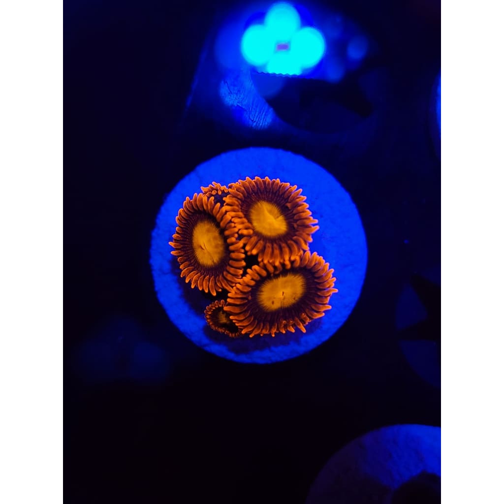 Fiery Mandarin Zoanthid Frag WYSIWYG!