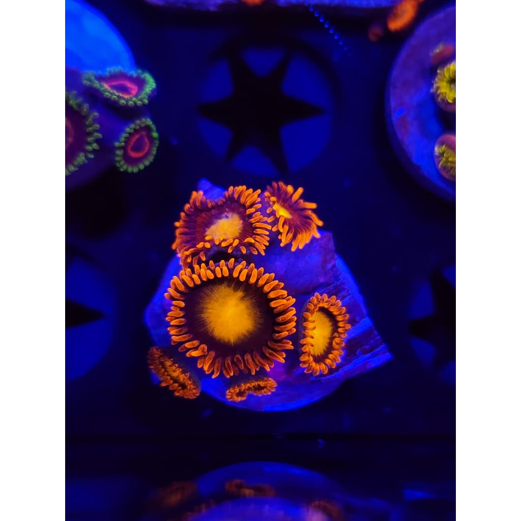 Fiery Mandarin Zoanthid Frag WYSIWYG!