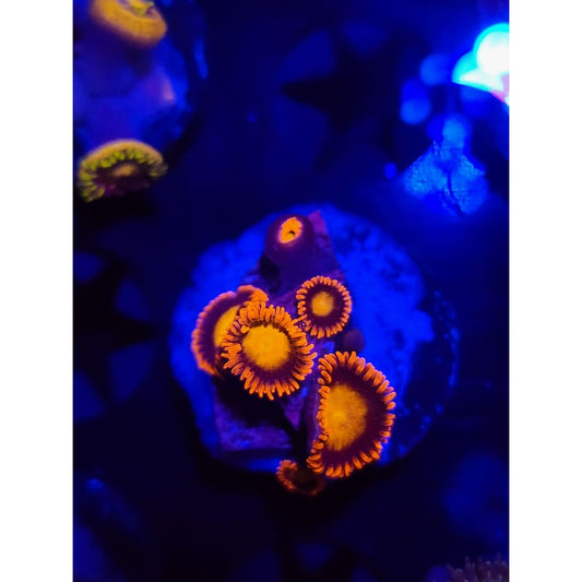 Fiery Mandarin Zoanthid Frag WYSIWYG!