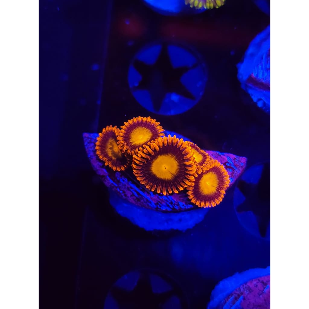 Fiery Mandarin Zoanthid Frag WYSIWYG!