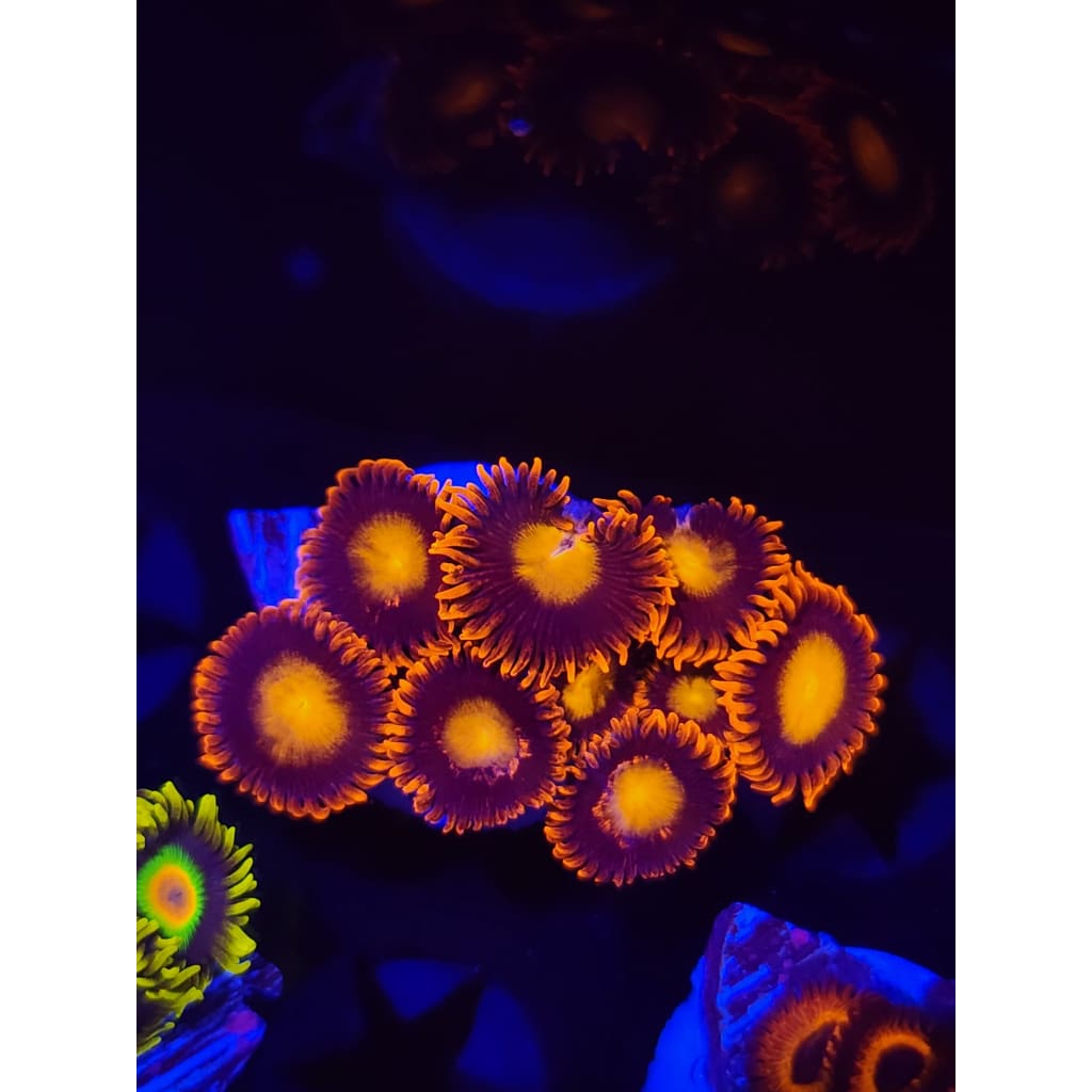 Fiery Mandarin Zoanthid Frag WYSIWYG!