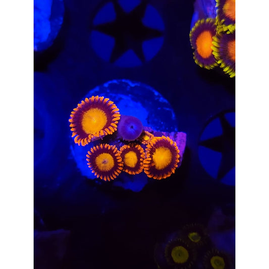 Fiery Mandarin Zoanthid Frag WYSIWYG!